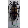 Leptura quadrifasciata Linnaeus, 1758 female